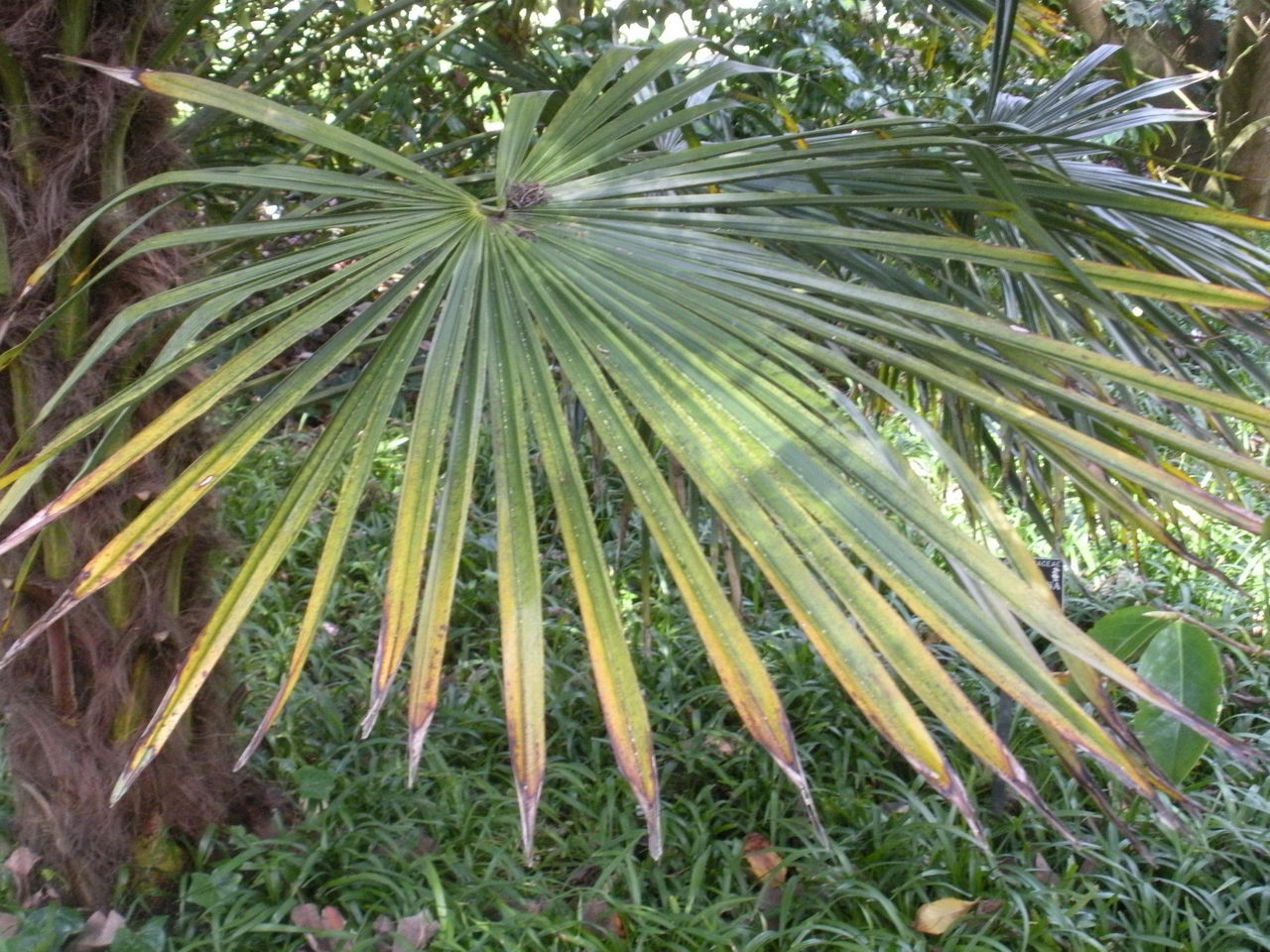 نخل آسیابی (شبیه به آسیاب بادی)